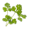 Lingot Cilantro