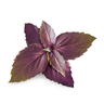 Lingot Purple Basil - Organic